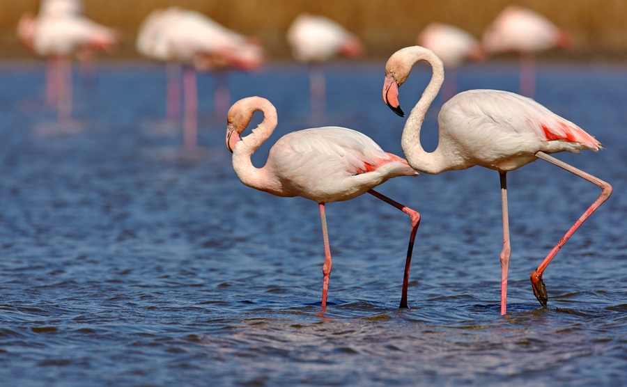 flamingoes. 